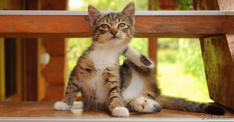 A sarna em gatos é uma doença dermatológica causada por ácaros que se alojam na pele