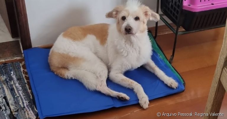 Suzy é uma vira-lata que se adaptou ao tapete gelado para cachorro após um tempo