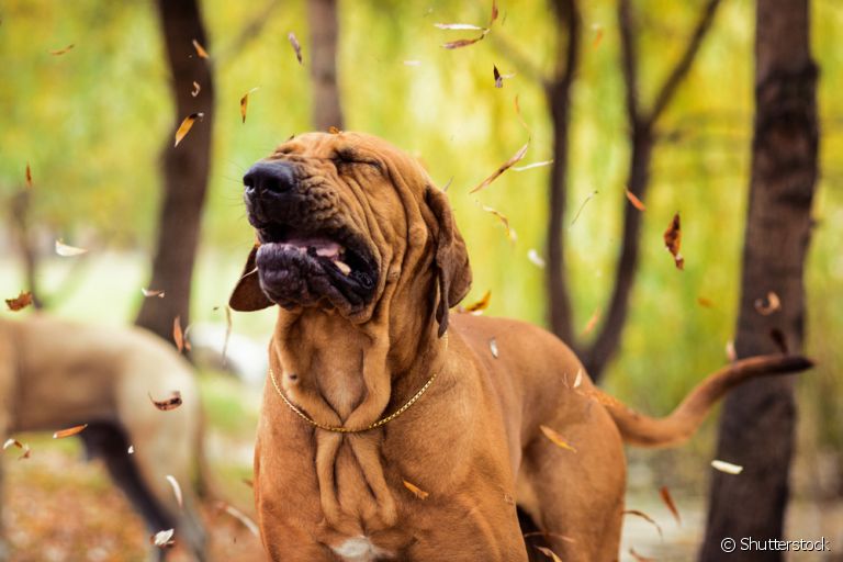 A tosse de cachorro pode representar um perigo para a saúde do animal, ainda mais quando é frequente