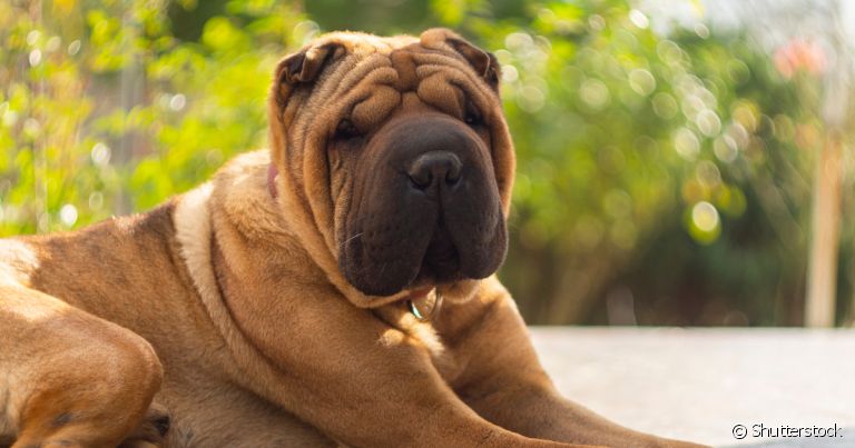 A braquicefalia é uma característica da anatomia de diversas raças de cachorro