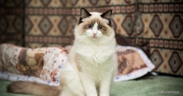 O vermífugo para gato é um cuidado essencial para a saúde do animal