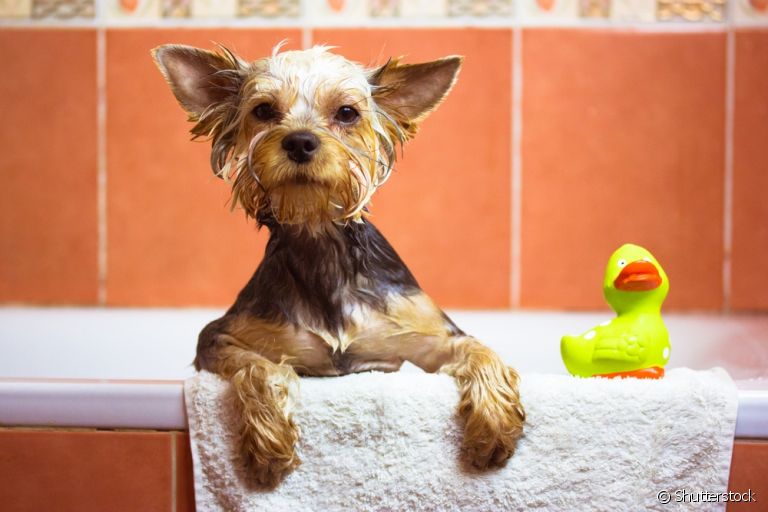 O banho em Yorkshire - filhote ou adulto - não pode ser muito excessivo para não causar alergias no pet