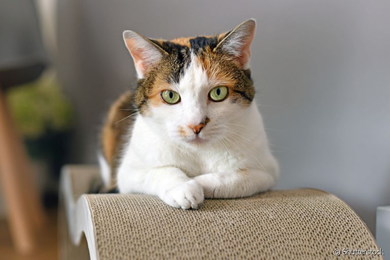  A diarreia em gatos pode ser prevenida com alguns cuidados simples 