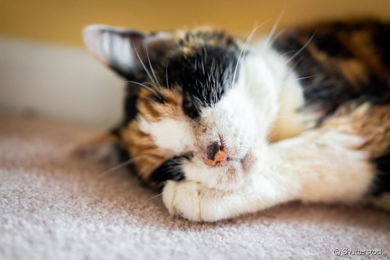 A acne felina se inicia com alguns pontinhos pretos no queixo e outras regiões da face do gato