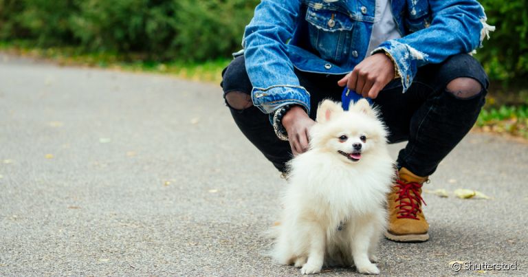 Aprenda como ensinar o cachorro a sentar