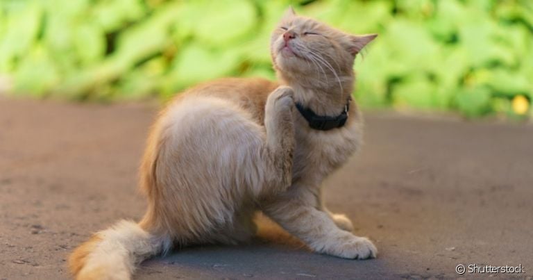 A alergia em gato é uma condição extremamente desconfortável para o gato e pode ter diversas causas
