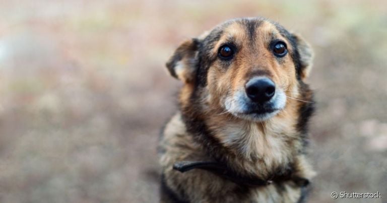  A ascite canina precisa ser acompanhada por um veterinário 