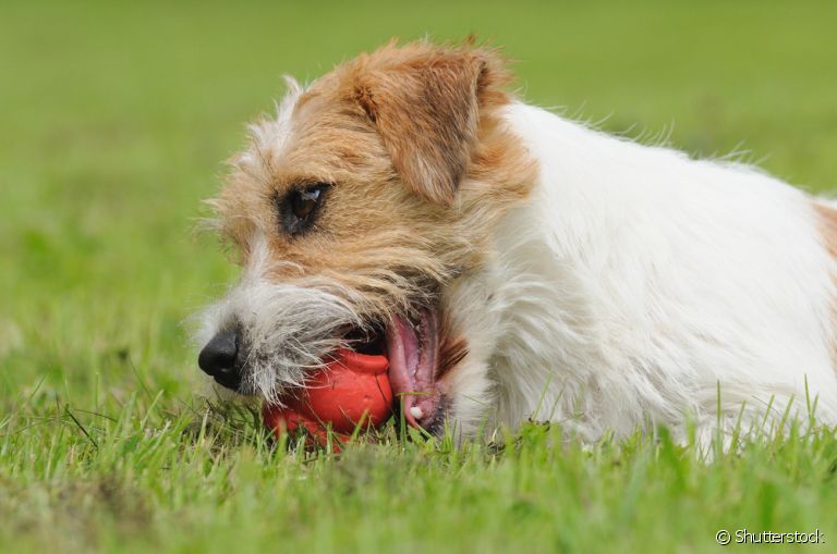  A bola interativa para cachorro é ótima para aliviar o estresse e distrair o animal 