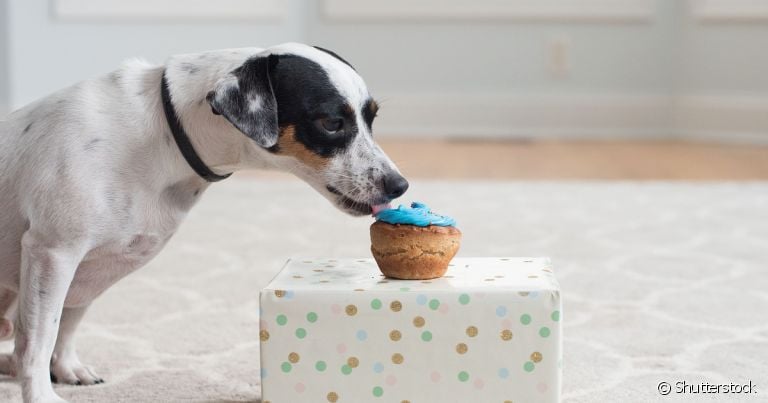 Bolo canino é uma ótima opção de servir frutas para cachorro de maneira criativa