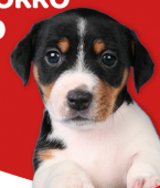 Brinquedos para cachorro: conheça os mais amados pelos pets (com infográfico)