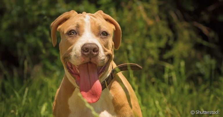 Existem muitos exemplos de cachorro americano que fazem sucesso nos EUA e no mundo todo
