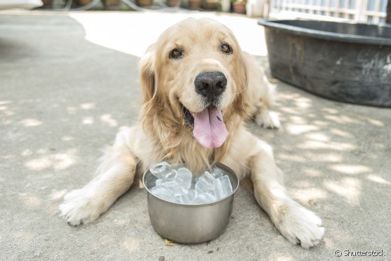 Cachorro com calor: cubinhos de gelo no pote de água ajudam o pet a se refrescar