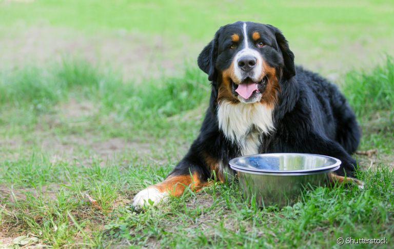 Cachorro não quer comer? Entenda o que muda na alimentação canina nos dias de muito calor