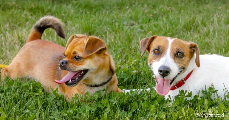 O que não faltam são raças de cachorros que não crescem