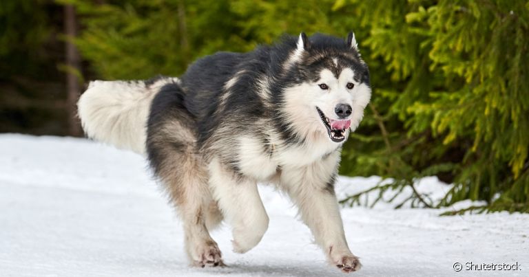 Cachorro que parece lobo: algumas raças possuem essa característica