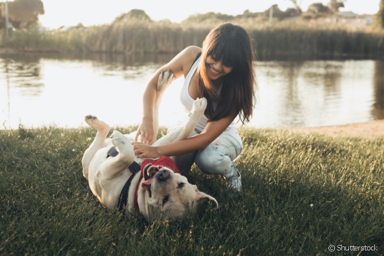  Cachorros sentem cócegas e podem gostar muito 