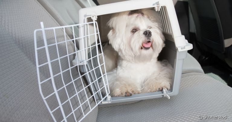 Existem diversos modelos de caixa de transporte para cachorro médio, grande e pequeno