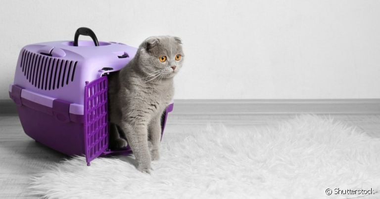 A caixa de transporte para gatos é indispensável para levar o pet no veterinário ou em uma mudança