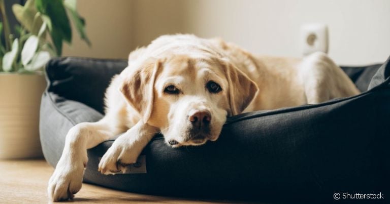 Para adaptar o pet a dormir na cama para cachorro é preciso ter persistência e deixar o local aconchegante