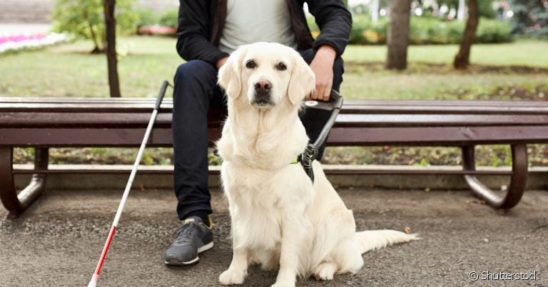 O adestramento de cão-guia para cegos é diferente do treinamento comum