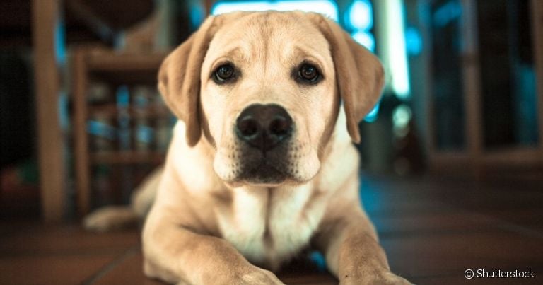 O carvão ativado para cachorro é conhecido por sua capacidade de absorção de toxinas