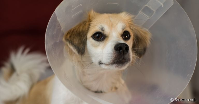  A castração de cachorro pode aumentar a expectativa de vida do pet 
