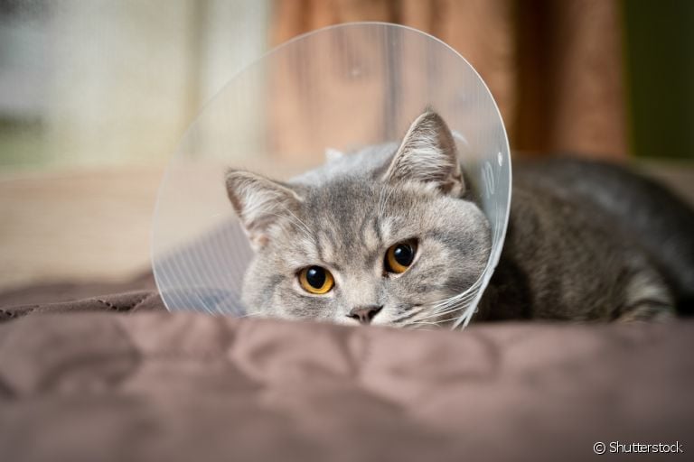  A castração em gatos aumenta a qualidade de vida do animal 
