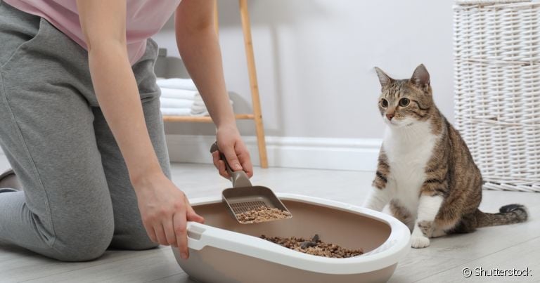 A caixa de areia do gato precisa ser limpa regularmente 