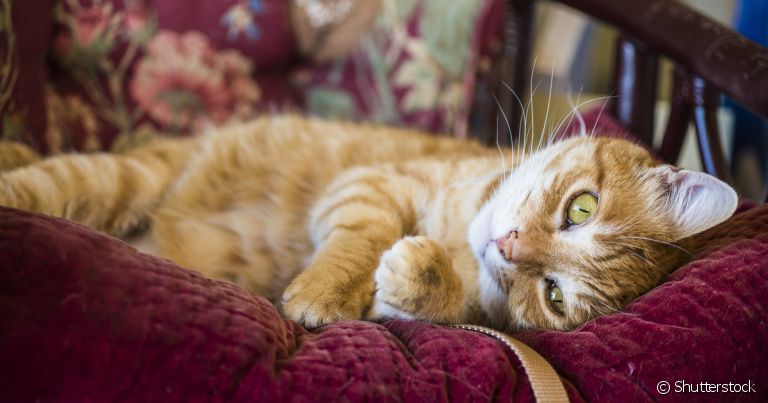 As dicas de como tirar pelo de gato das roupas vão te ajudar bastante na rotina