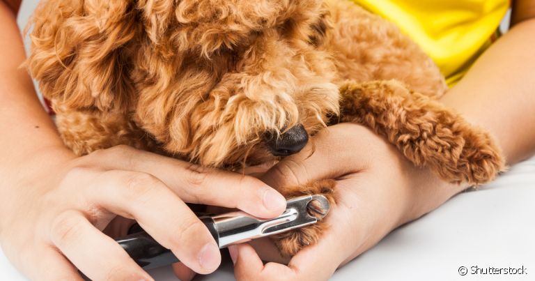  Cortador de unha de cachorro: porque seu pet precisa de um? 