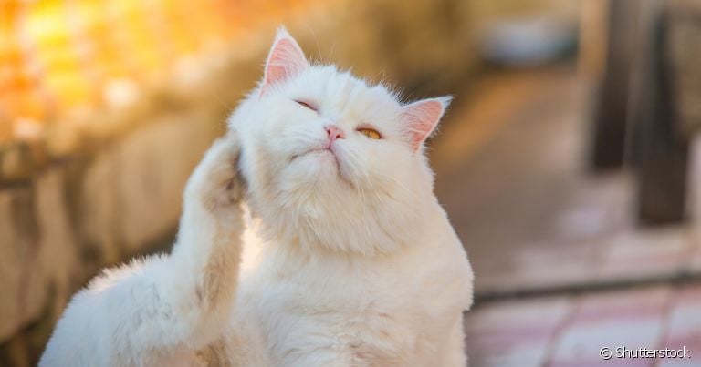 Não existe teste para diagnosticar dermatite atópica em gatos, apenas consulta com um profissional 