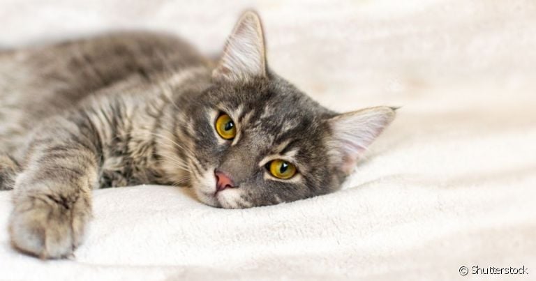 A infecção intestinal em gatos impacta diretamente o sistema digestivo do animal
