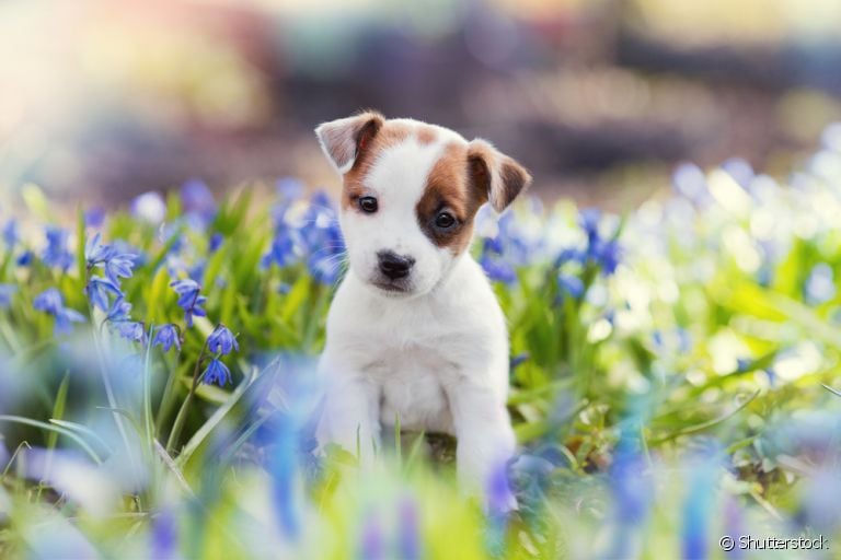 As fotos de cachorros filhotes deixam qualquer um com o coração quentinho, mas você sabe como cuidar de um?
