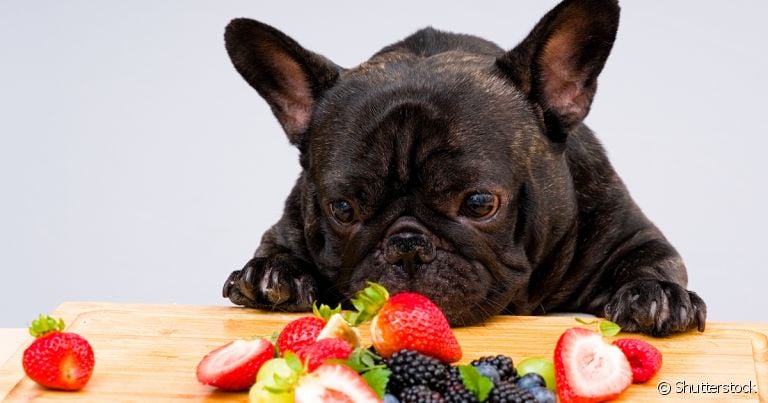 As frutas da estação devem ser servidas para cães como petisco