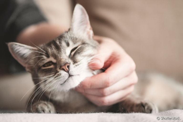 Um gato carente demais dificilmente consegue ficar sozinho
