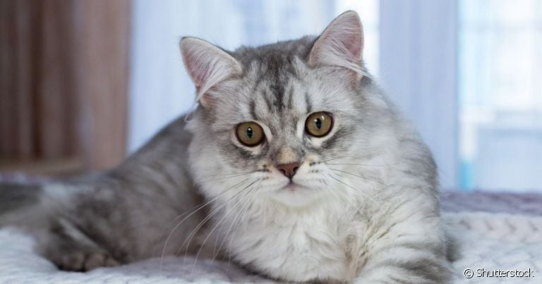 O gato com barriga inchada pode ter muitas causas, desde gases até tumores