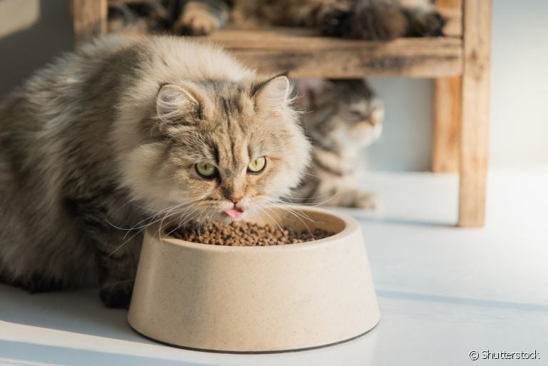 Os gatos sentem calor e isso pode impactar na alimentação do pet