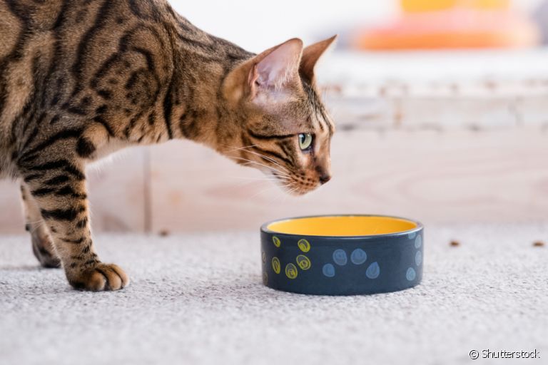 O gato emagrecendo do nada provavelmente não está se alimentando do jeito certo