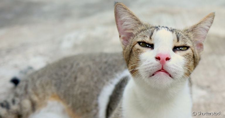 Rinotraqueíte felina é popularmente chamada de gripe em gatos