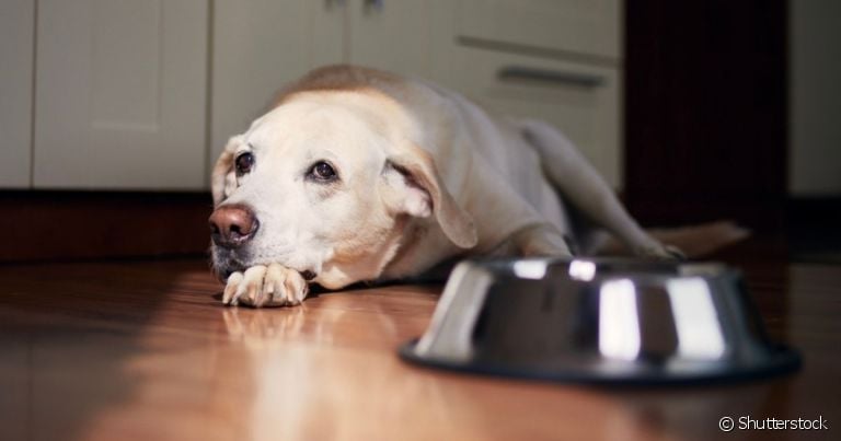 O cachorro intoxicado apresenta sintomas como diarreia, vômito e apatia