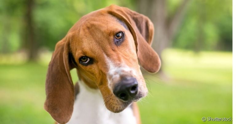 A labirintite em cachorro pode ter diferentes causas, como a otite canina