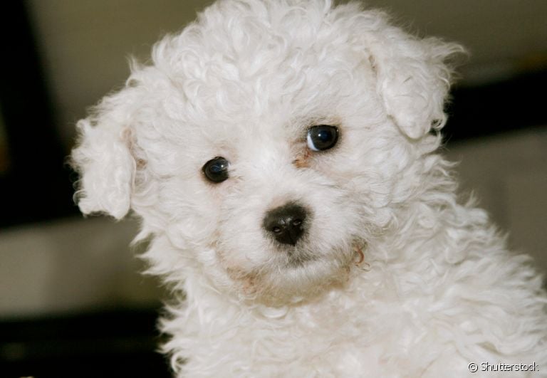 Lágrima ácida: cachorro fica com uma área do rosto mais amarronzada