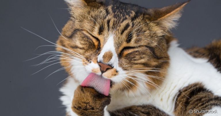 O "malt paste" ajuda a eliminar bolas de pelo do organismo do gato