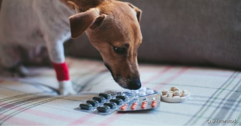 Jamais o cachorro pode comer remédio de humano. A composição desses medicamento pode ser muito tóxica aos cães