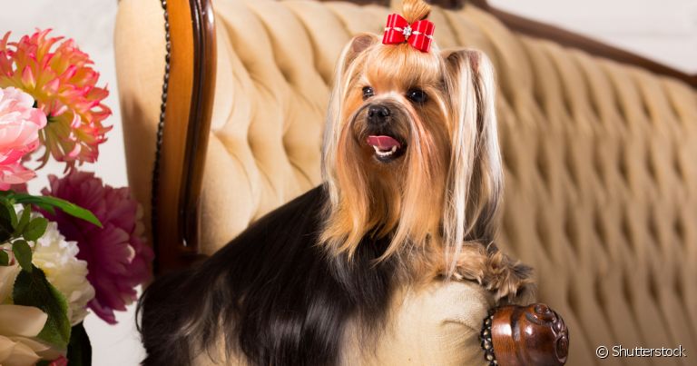 É comum o tutor buscar um nome de cachorro de rico para dar um ar de sofisticação para o pet