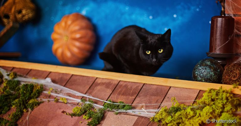 Nomes para animais místicos: inspire-se em culturas diferentes