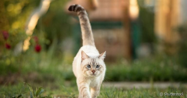 Descobrir o que significa quando o gato balança a cauda ajuda na comunicação entre tutor e bichano