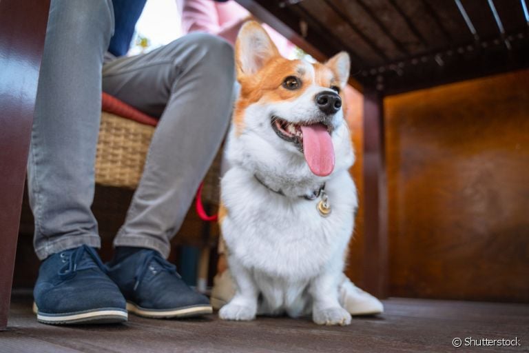 Estabelecimentos pet friendly são aqueles que aceitam e são preparados para receberem animais de estimação