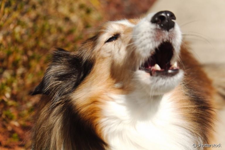Cachorro uivando: comportamento é herdado dos ancestrais caninos