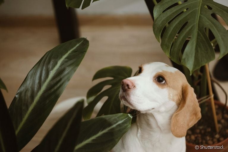  Saiba quais são as plantas tóxicas para cachorro 
